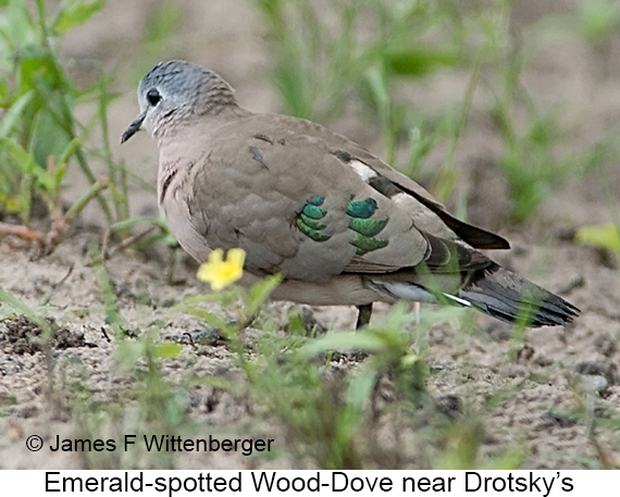 Emerald-spotted Wood-Dove - © James F Wittenberger and Exotic Birding LLC