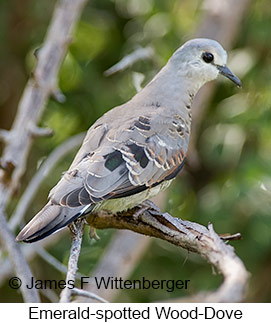 Emerald-spotted Wood-Dove - © James F Wittenberger and Exotic Birding LLC