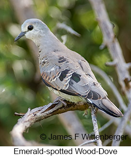 Emerald-spotted Wood-Dove - © James F Wittenberger and Exotic Birding LLC