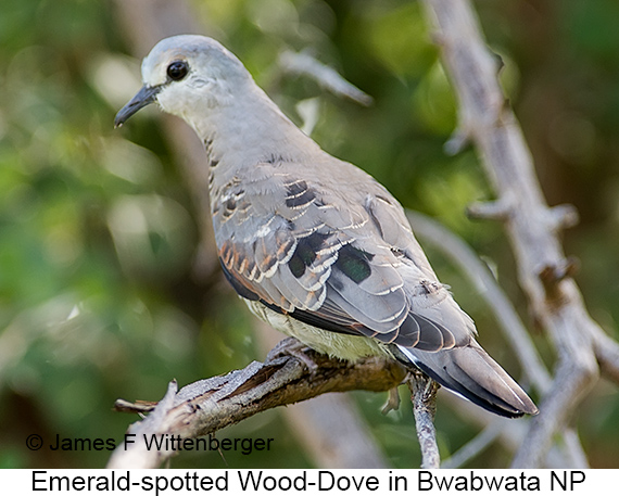 Emerald-spotted Wood-Dove - © James F Wittenberger and Exotic Birding LLC Emerald-spotted Wood-Dove - © James F Wittenberger and Exotic Birding LLC