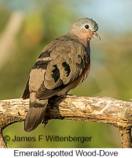 Emerald-spotted Wood-Dove - © James F Wittenberger and Exotic Birding LLC Emerald-spotted Wood-Dove - © James F Wittenberger and Exotic Birding LLC