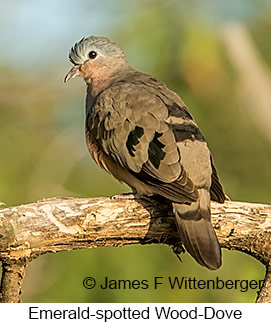 Emerald-spotted Wood-Dove - © James F Wittenberger and Exotic Birding LLC