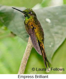 Empress Brilliant - © Laura L Fellows and Exotic Birding Tours