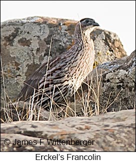 Erckel's Francolin - © James F Wittenberger and Exotic Birding LLC