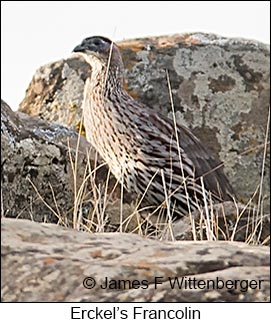 Erckel's Francolin - © James F Wittenberger and Exotic Birding LLC