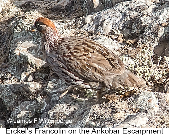 Erckel's Francolin - © The Photographer and Exotic Birding LLC