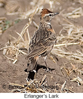 Erlanger's Lark - © James F Wittenberger and Exotic Birding LLC Erlanger's Lark - © James F Wittenberger and Exotic Birding LLC