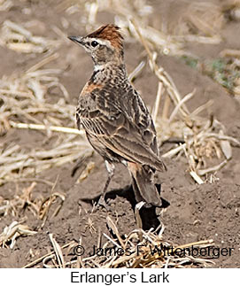 Erlanger's Lark - © James F Wittenberger and Exotic Birding LLC