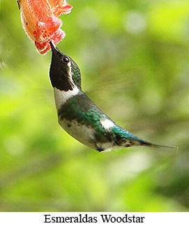 Esmeraldas Woodstar - adapted from photo by Bert Harris