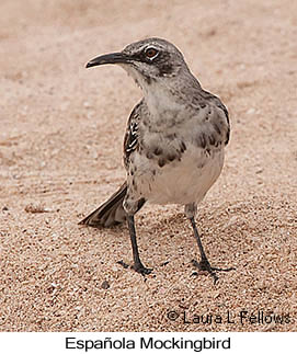 Espanola Mockingbird - © Laura L Fellows and Exotic Birding LLC