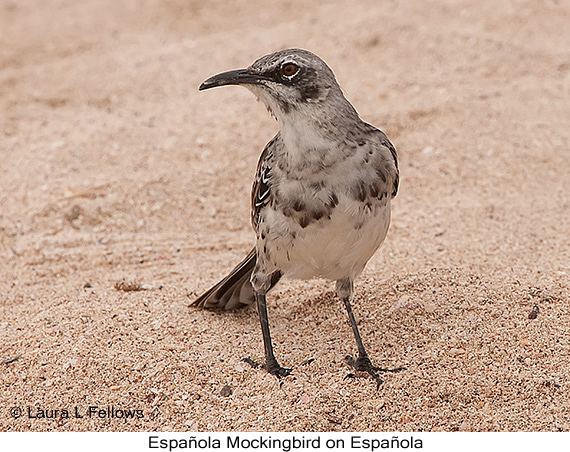 Espanola Mockingbird - © Laura L Fellows and Exotic Birding LLC