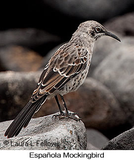 Espanola Mockingbird - © Laura L Fellows and Exotic Birding LLC