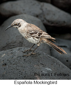 Espanola Mockingbird - © Laura L Fellows and Exotic Birding LLC
