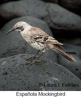 Espanola Mockingbird - © Laura L Fellows and Exotic Birding LLC Espanola Mockingbird - © Laura L Fellows and Exotic Birding LLC