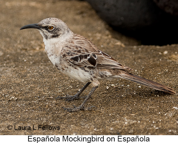 Espanola Mockingbird - © The Photographer and Exotic Birding LLC