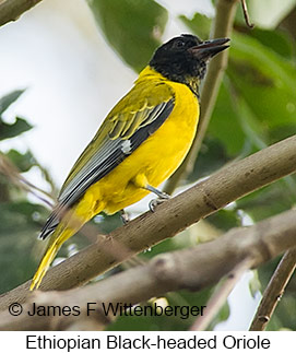 Ethiopian Black-headed Oriole - © James F Wittenberger and Exotic Birding LLC