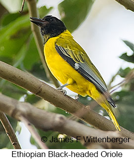 Ethiopian Black-headed Oriole - © James F Wittenberger and Exotic Birding LLC