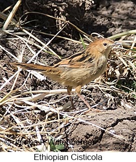 Ethiopian Cisticola - © James F Wittenberger and Exotic Birding LLC Ethiopian Cisticola - © James F Wittenberger and Exotic Birding LLC