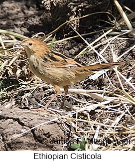 Ethiopian Cisticola - © James F Wittenberger and Exotic Birding LLC