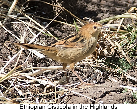 Ethiopian Cisticola - © James F Wittenberger and Exotic Birding LLC
