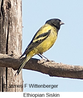 Ethiopian Siskin - © James F Wittenberger and Exotic Birding LLC Ethiopian Siskin - © James F Wittenberger and Exotic Birding LLC