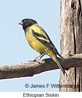 Ethiopian Siskin - © James F Wittenberger and Exotic Birding LLC