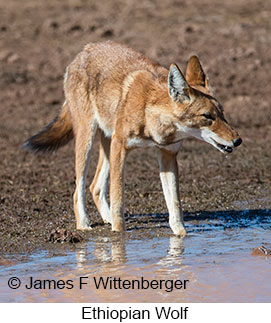 Ethiopian Wolf - © James F Wittenberger and Exotic Birding LLC Ethiopian Wolf - © James F Wittenberger and Exotic Birding LLC