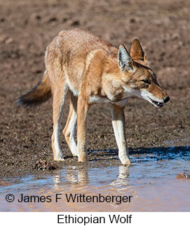 Ethiopian Wolf - © James F Wittenberger and Exotic Birding LLC