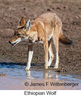 Ethiopian Wolf - &copy; James F Wittenberger and Exotic Birding LLC