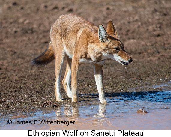 Ethiopian Wolf - © James F Wittenberger and Exotic Birding LLC