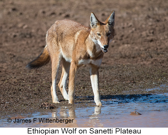 Ethiopian Wolf - © James F Wittenberger and Exotic Birding LLC