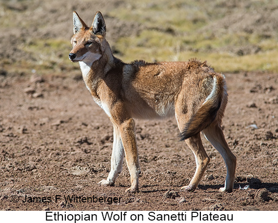 Ethiopian Wolf - © James F Wittenberger and Exotic Birding LLC