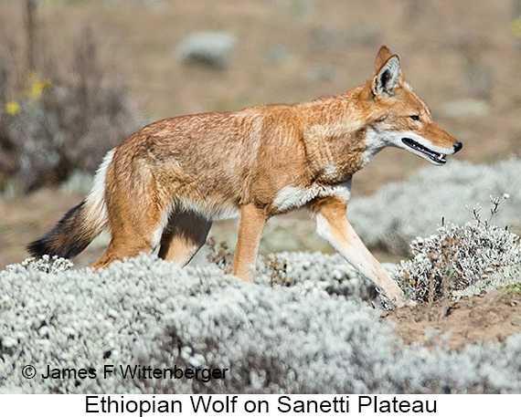 Ethiopian Wolf - © James F Wittenberger and Exotic Birding LLC Ethiopian Wolf - © James F Wittenberger and Exotic Birding LLC