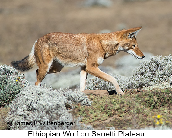Ethiopian Wolf - © James F Wittenberger and Exotic Birding LLC Ethiopian Wolf - © James F Wittenberger and Exotic Birding LLC