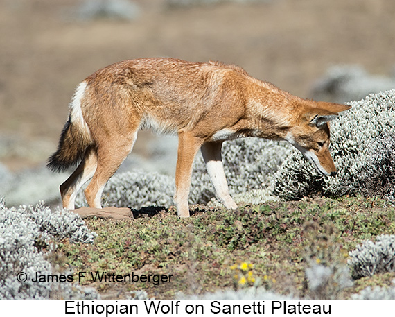 Ethiopian Wolf - © James F Wittenberger and Exotic Birding LLC Ethiopian Wolf - © James F Wittenberger and Exotic Birding LLC