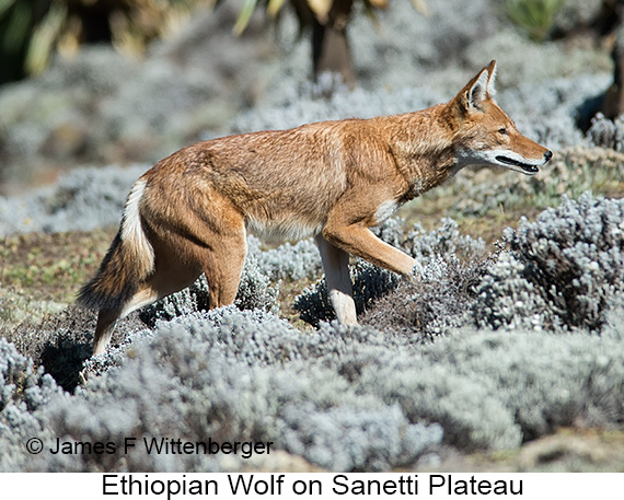Ethiopian Wolf - © James F Wittenberger and Exotic Birding LLC Ethiopian Wolf - © James F Wittenberger and Exotic Birding LLC