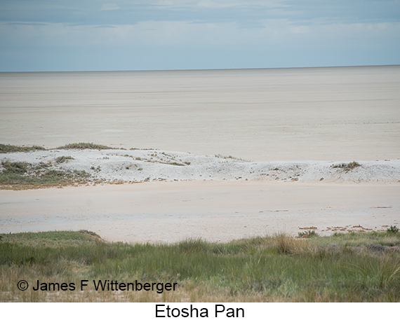 Etosha Pan - © James F Wittenberger and Exotic Birding LLC