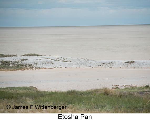 Etosha Pan - © James F Wittenberger and Exotic Birding LLC Etosha Pan - © James F Wittenberger and Exotic Birding LLC