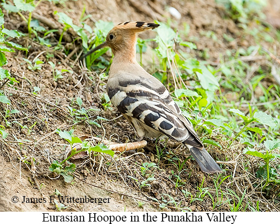 Eurasian Hoopoe - © James F Wittenberger and Exotic Birding LLC
