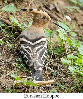 Eurasian Hoopoe - © James F Wittenberger and Exotic Birding LLC