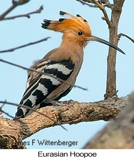 Eurasian Hoopoe - &copy; James F Wittenberger and Exotic Birding LLC