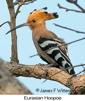 Eurasian Hoopoe - © James F Wittenberger and Exotic Birding LLC