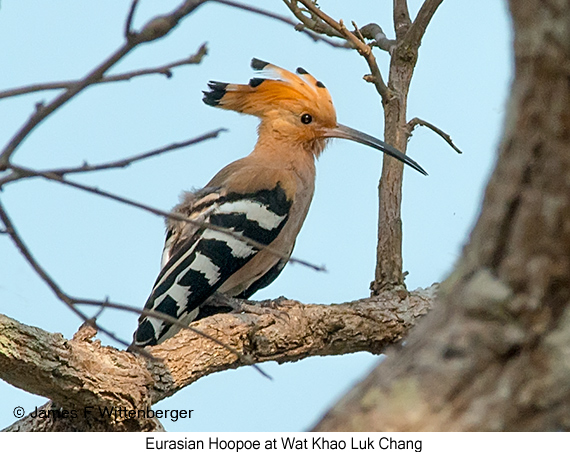 Eurasian Hoopoe - © James F Wittenberger and Exotic Birding LLC