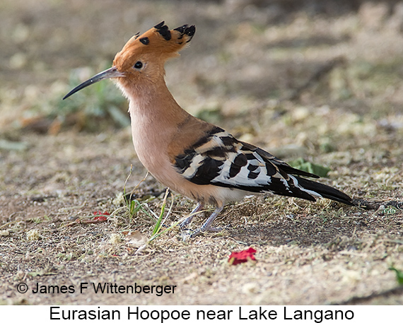 Eurasian Hoopoe - © James F Wittenberger and Exotic Birding LLC Eurasian Hoopoe - © James F Wittenberger and Exotic Birding LLC