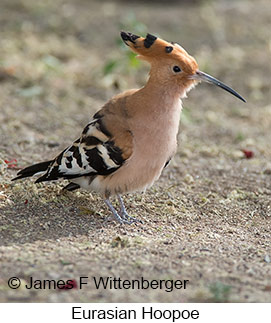 Eurasian Hoopoe - © James F Wittenberger and Exotic Birding LLC Eurasian Hoopoe - © James F Wittenberger and Exotic Birding LLC