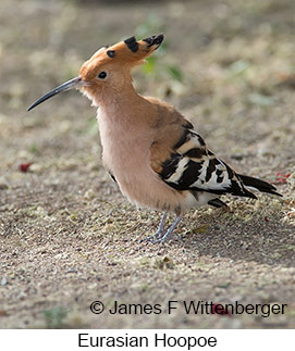 Eurasian Hoopoe - © James F Wittenberger and Exotic Birding LLC