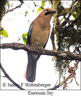 Eurasian Jay - © James F Wittenberger and Exotic Birding LLC