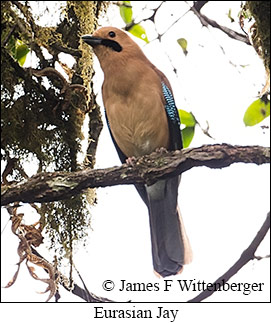 Eurasian Jay - © James F Wittenberger and Exotic Birding LLC