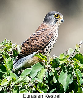 Eurasian Kestrel - © James F Wittenberger and Exotic Birding LLC Eurasian Kestrel - © James F Wittenberger and Exotic Birding LLC