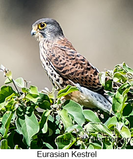 Eurasian Kestrel - © James F Wittenberger and Exotic Birding LLC Eurasian Kestrel - © James F Wittenberger and Exotic Birding LLC